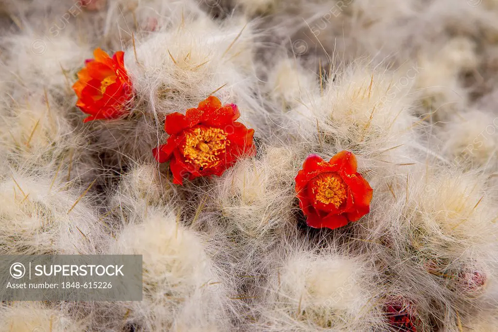 Three red cactus flowers, Cordillera Huayhuash mountain range, Andes, Peru, South America