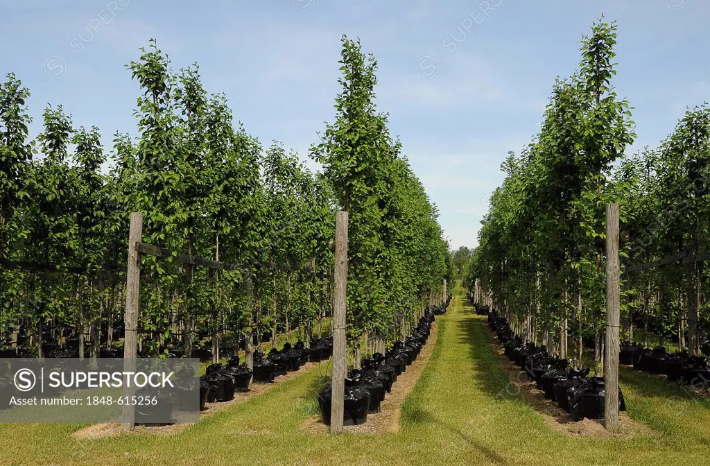 Tree nursery, trees in pots, beech trees (Fagus), PublicGround