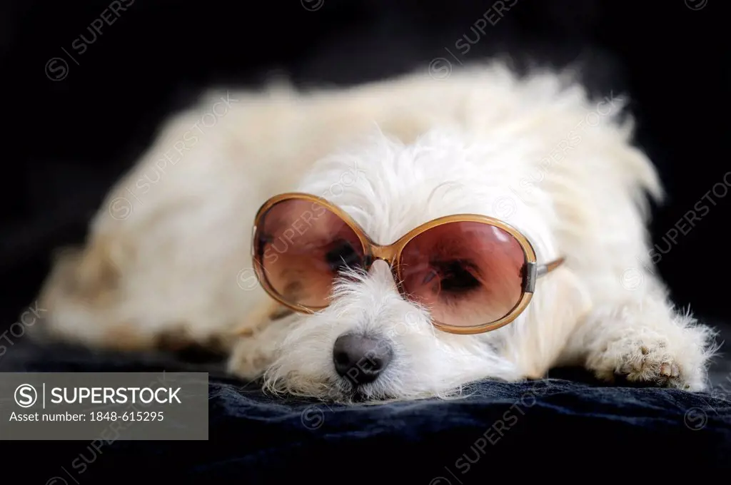 Terrier cross breed, 1 year, wearing sunglasses