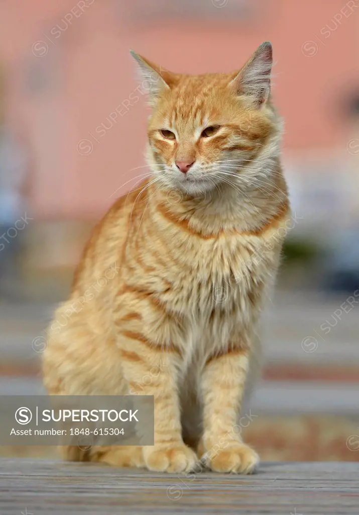 Red-striped cat, Istanbul, Turkey, Europe
