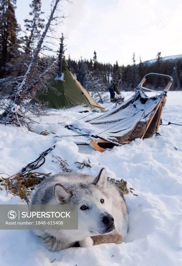 Sled dog, Siberian Husky resting in snow, dog sled, camp, Tipi behind, Yukon Territory, Canada