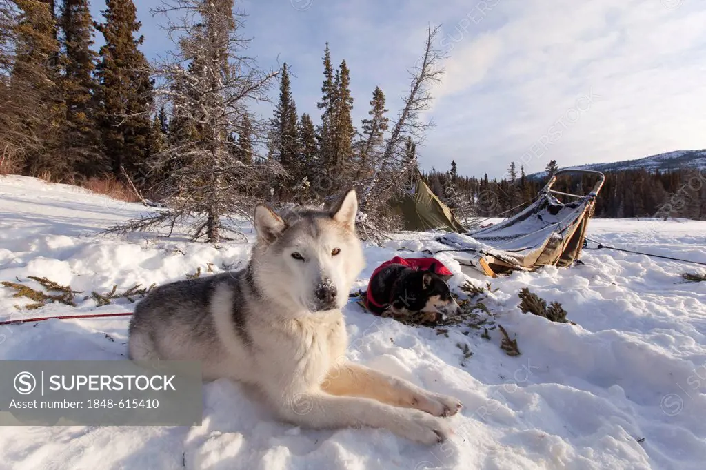 Sled dog, Siberian Husky resting in snow, dog sled, camp, Tipi behind, Yukon Territory, Canada