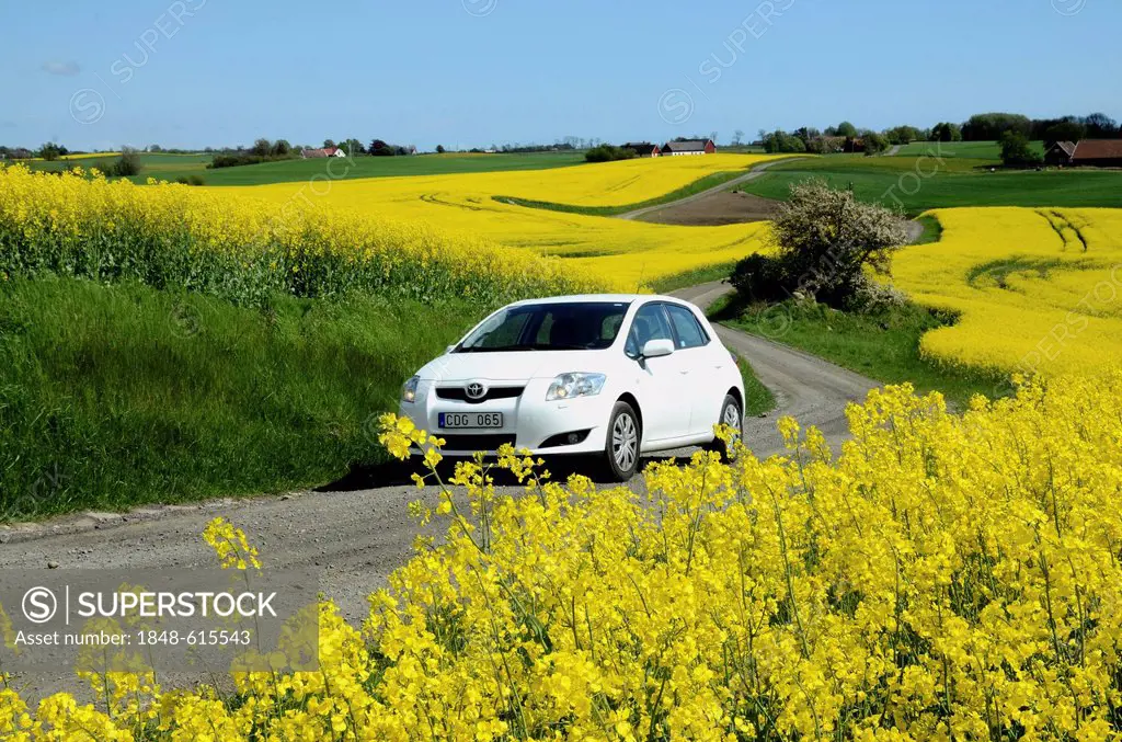 Car on country road among fields of rape, Årsjoe, Skåne, Sweden, Europe