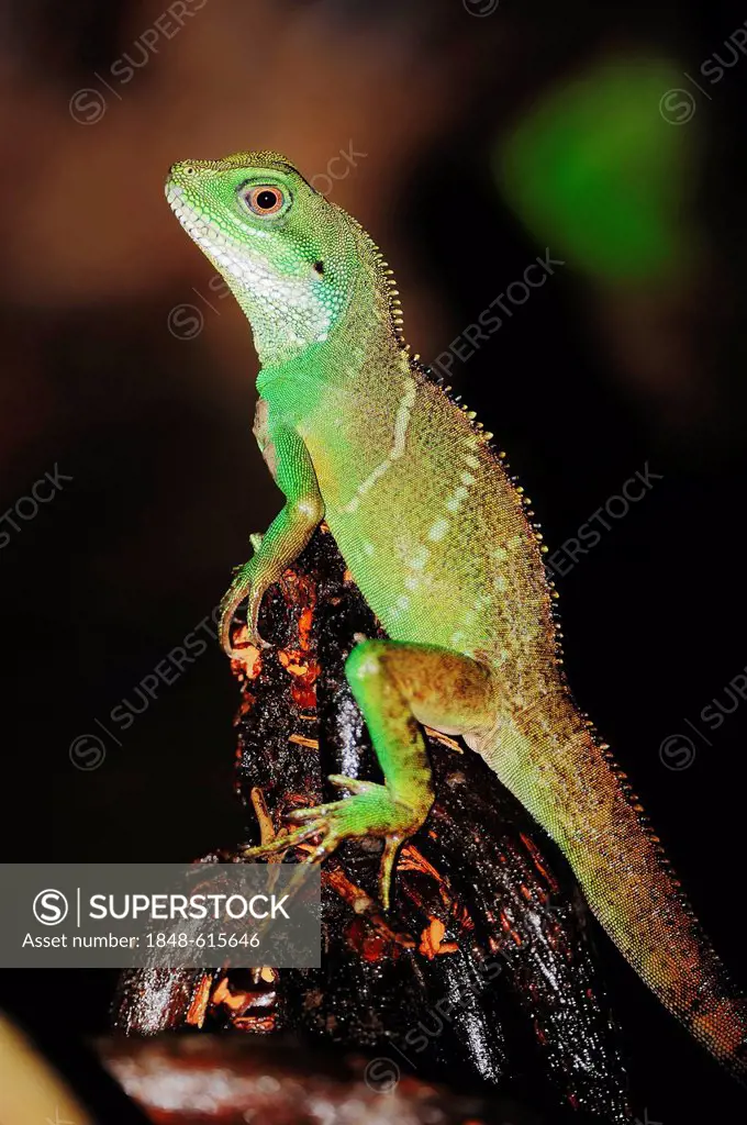 Chinese water dragon, Thai water dragons, green water dragons (Physignathus cocincinus), young animal, native to Asia, captive, North Rhine-Westphalia...