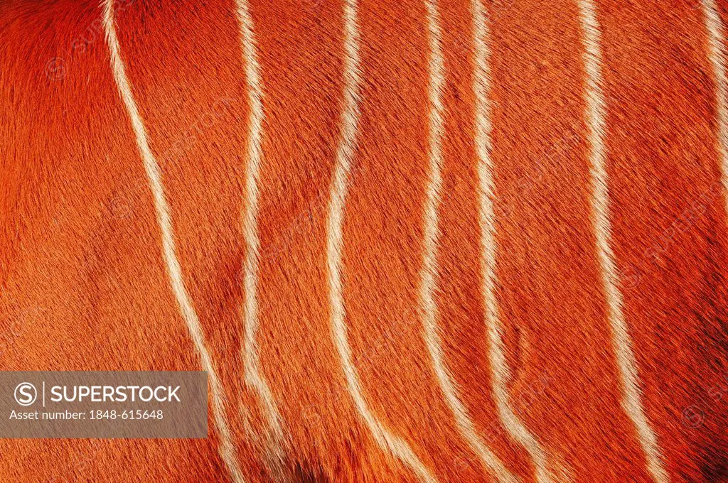 Lowland bongo, bongo antelope (Tragelaphus eurycerus, Taurotragus euryceros, Tragelaphus euryceros), detailed view of the fur, native to Africa, capti...