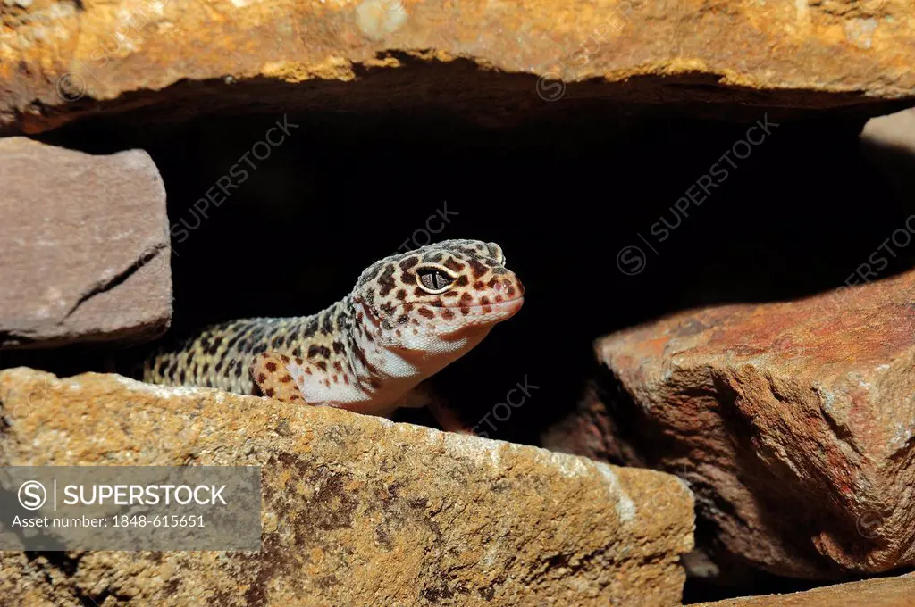 Leopard gecko (Eublepharis macularius), native to Asia, captive, Bergkamen, North Rhine-Westphalia, Germany, Europe