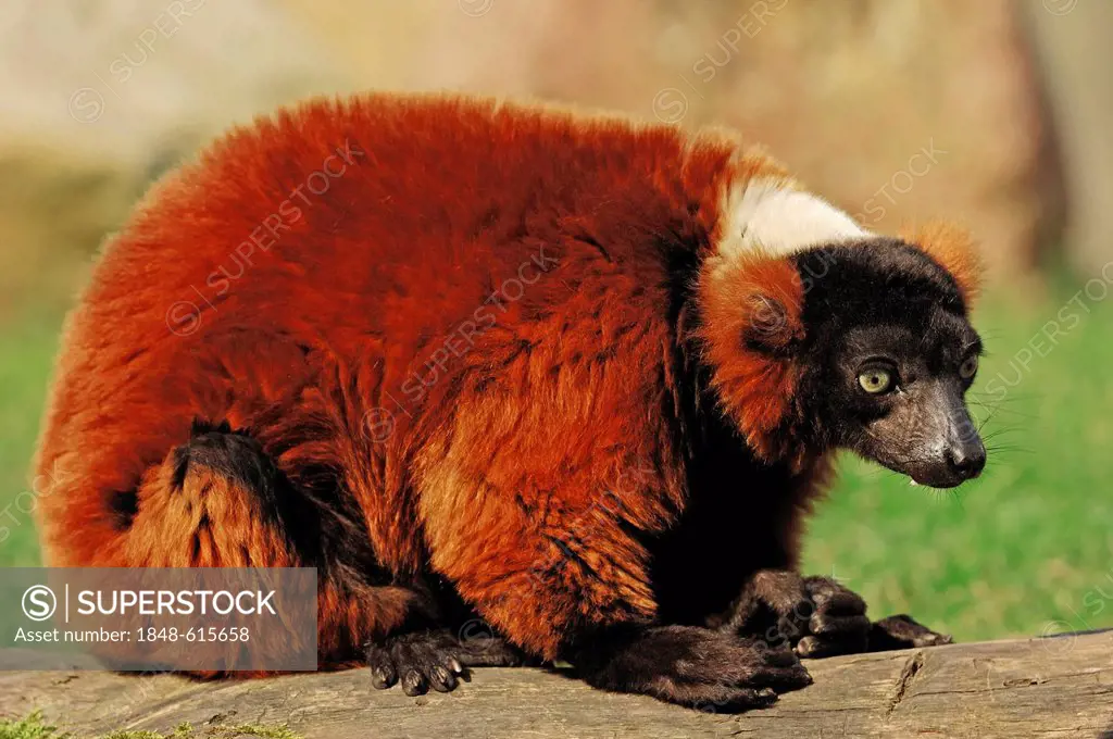 Black-and-white ruffed lemur (Varecia variegata rubra, Varecia variegata ruber), native to Madagascar, captive, Germany, Europe