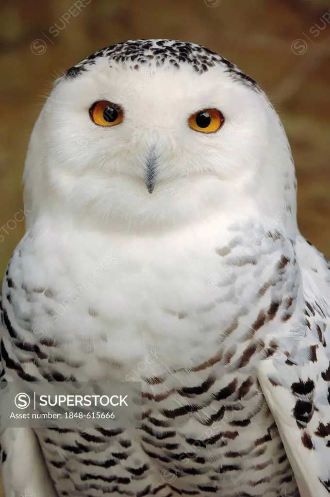 Snowy owl (Bubo scandiacus, Bubo scandiaca, Nyctea scandiaca), male, portrait, native to northern Europe, Siberia, Greenland and North America, captiv...
