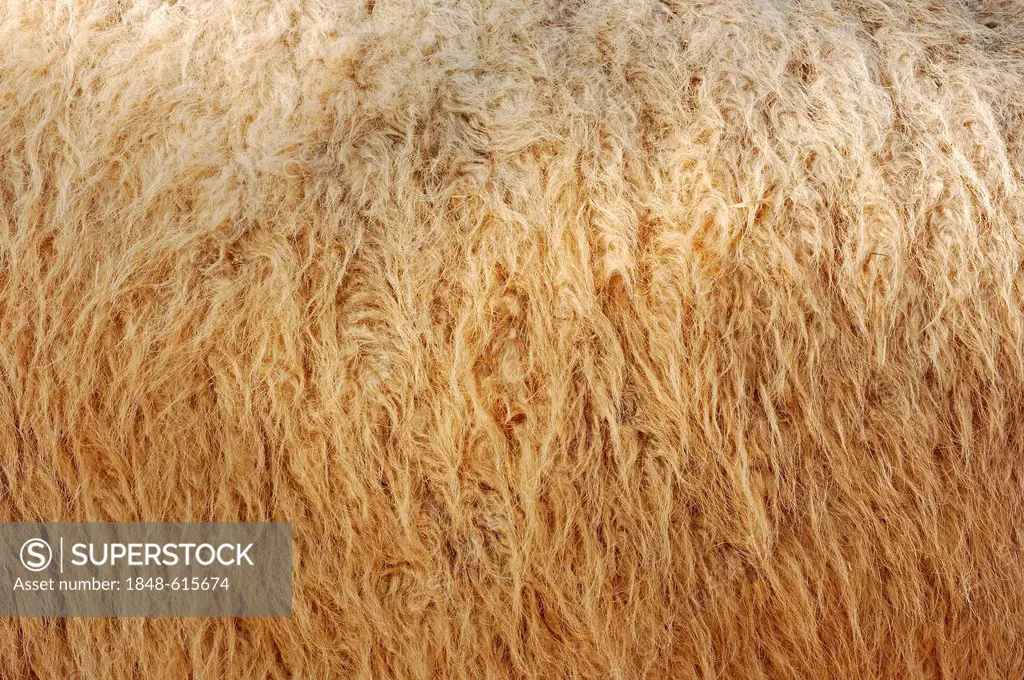 Bactrian camel (Camelus ferus bactrianus syn. Camelus bactrianus bactrianus), detail of the coat, native to Asia, captive, North Rhine-Westphalia, Ger...