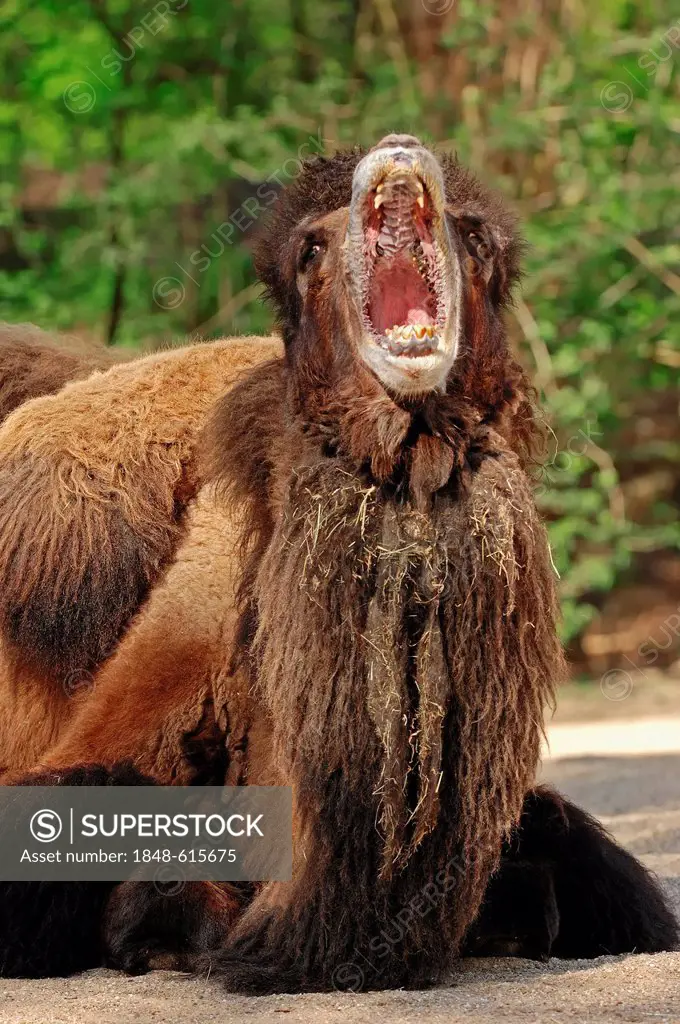 Bactrian camel (Camelus ferus bactrianus syn. Camelus bactrianus bactrianus), yawning male, native to Asia, captive, North Rhine-Westphalia, Germany, ...