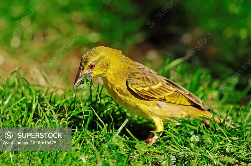 Village Weaver (Ploceus cucullatus syn. Textor cucullatus), female, native to Africa, captive, Germany, Europe