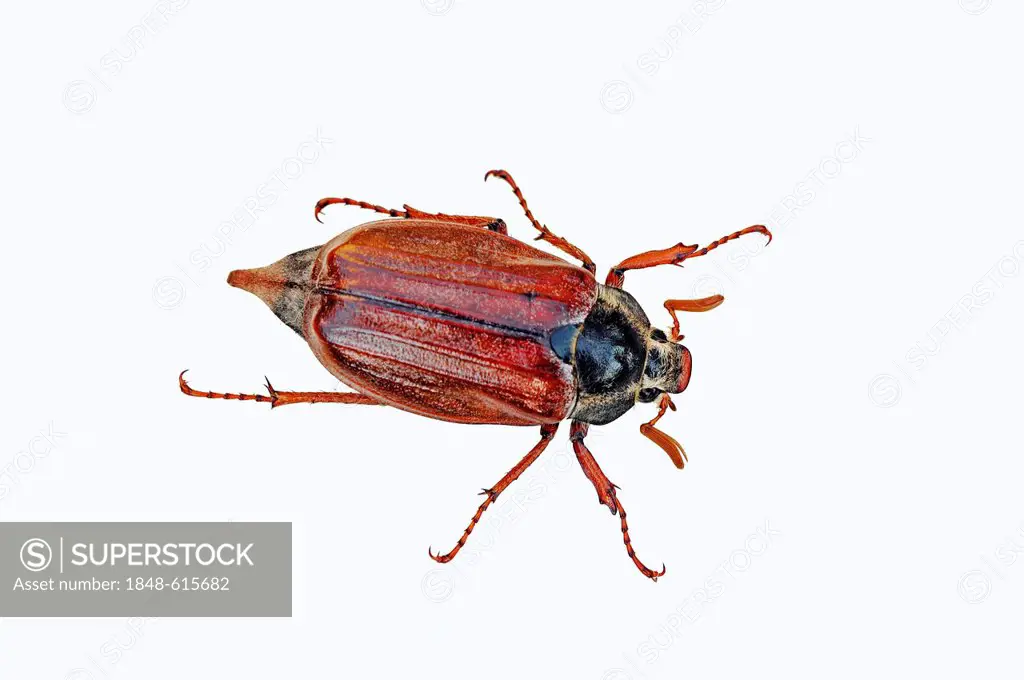 Common cockchafer or may bug (Melolontha melolontha)