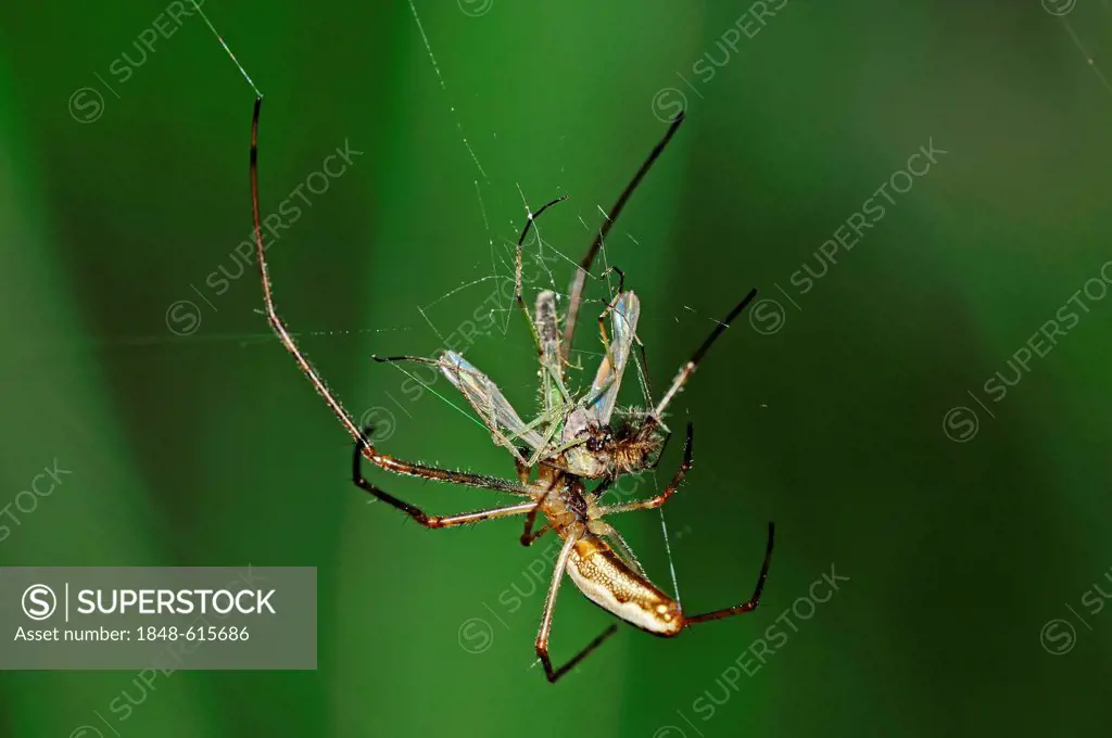 Common extensor spider (Tetragnatha extensa) in web with prey, North Rhine-Westphalia, Germany, Europe