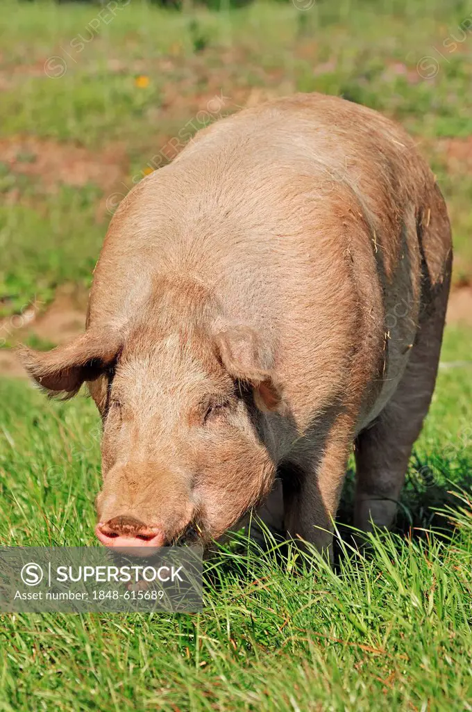 Domestic pig (Sus scrofa domestica), free-range, Schleswig-Holstein, Germany, Europe