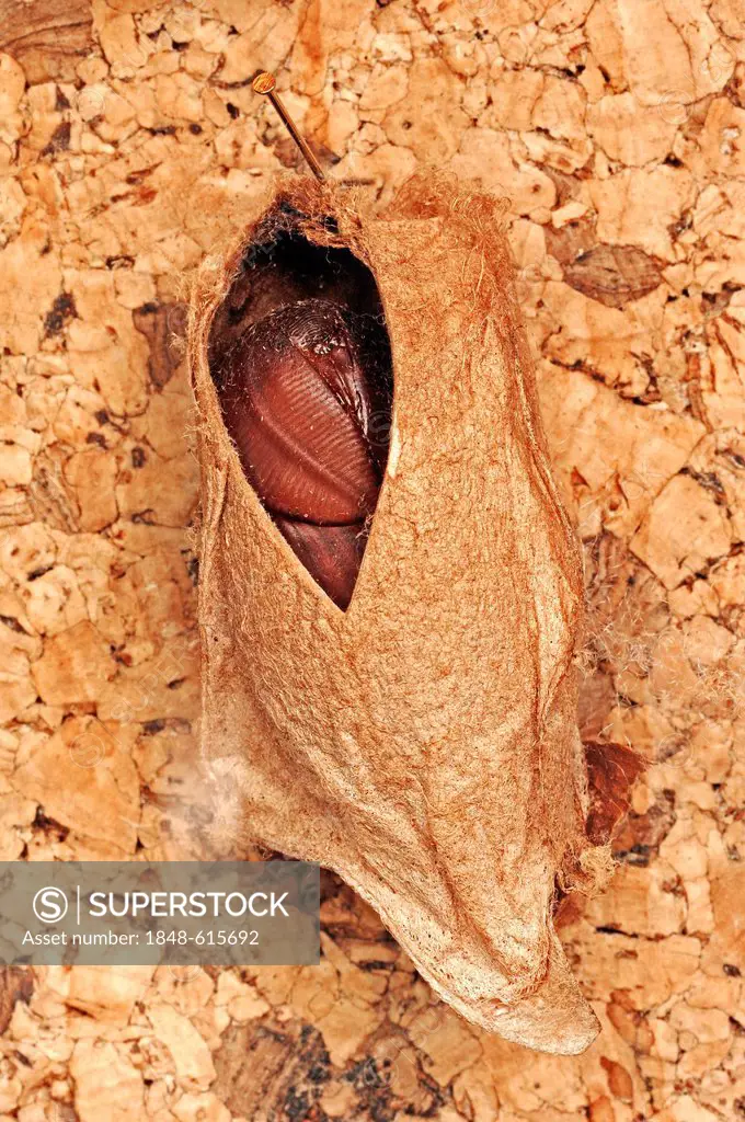Atlas moth (Attacus atlas), pupa in the cocoon, native to Southeast Asia, China and India, captive, Netherlands, Europe