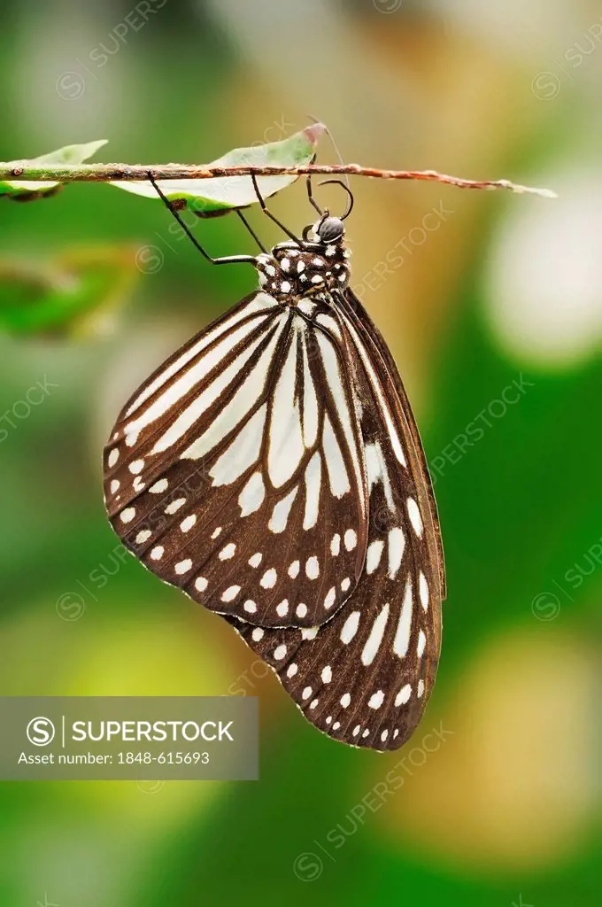 Wood Nymph, Gray Glassy Tiger or Grey Glassy Tiger (Ideopsis juventa), native to Asia, captive, Netherlands, Europe