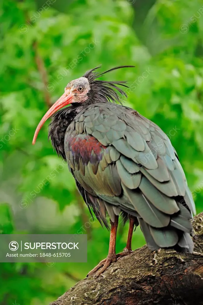 Northern bald ibis (Geronticus eremita), captive, Germany, Europe