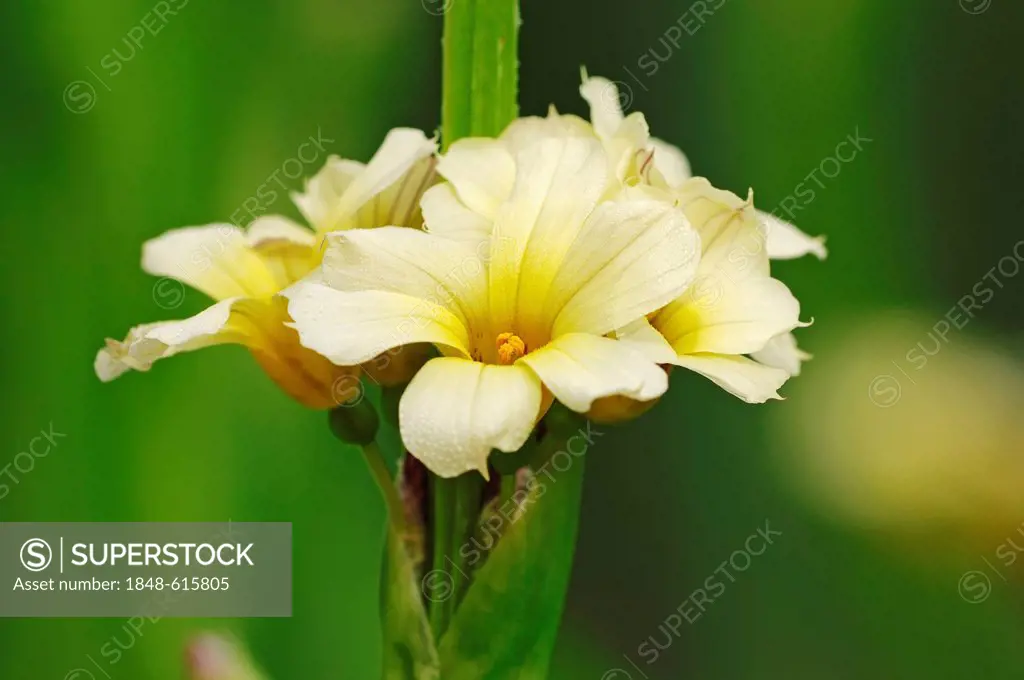 Satin flower (Sisyrinchium striatum), blossoms, found in Argentina and Chile, garden plant, North Rhine-Westphalia, Germany, Europe