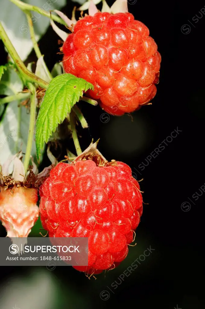 Red raspberry (Rubus idaeus), fruits, North Rhine-Westphalia, Germany, Europe