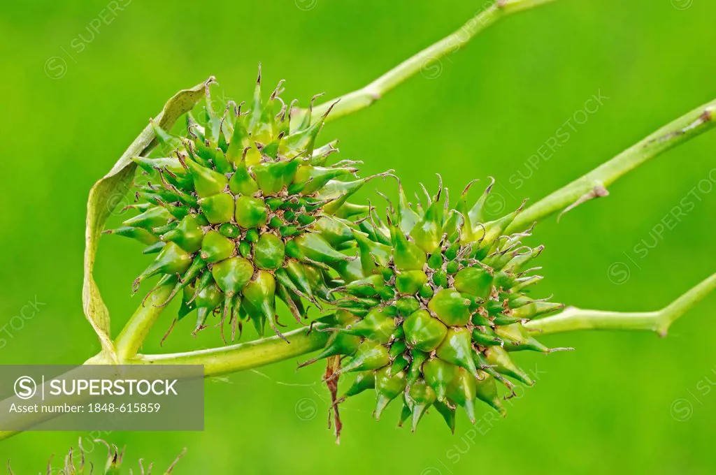 Simplestem bur-reed or branched bur-reed (Sparganium erectum syn. Sparganium polyedrum) flowers, North Rhine-Westphalia, Germany, Europe