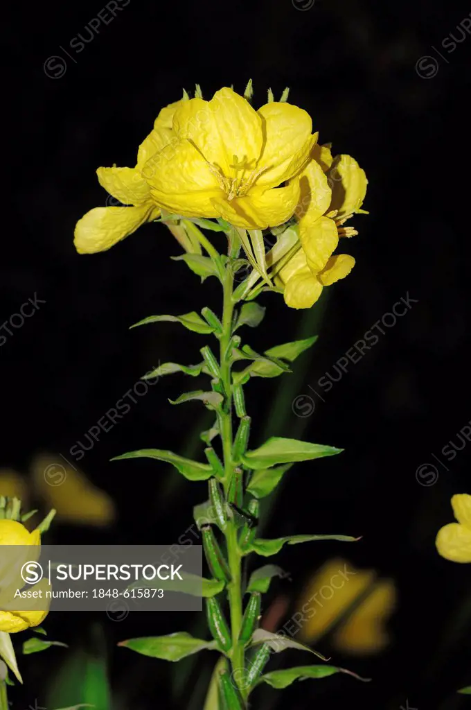 Evening star or Common evening primrose (Oenothera biennis), flowering, North Rhine-Westphalia, Germany, Europe