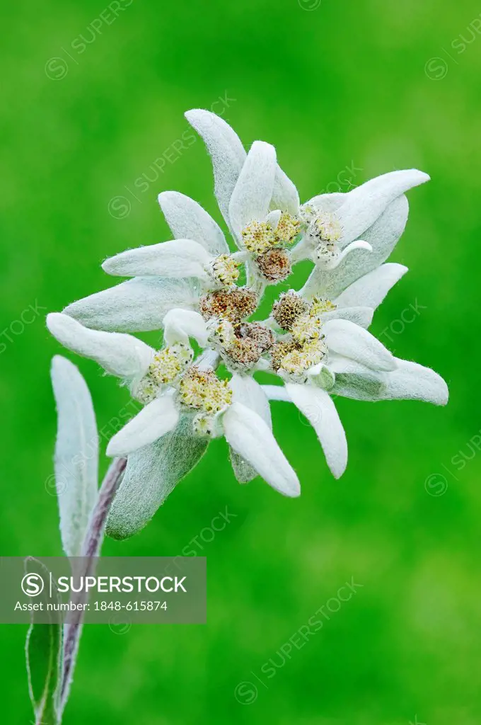 Edelweiss (Leontopodium alpinum, Leontopodium nivale subsp. alpinum), flowering, Germany, Europe