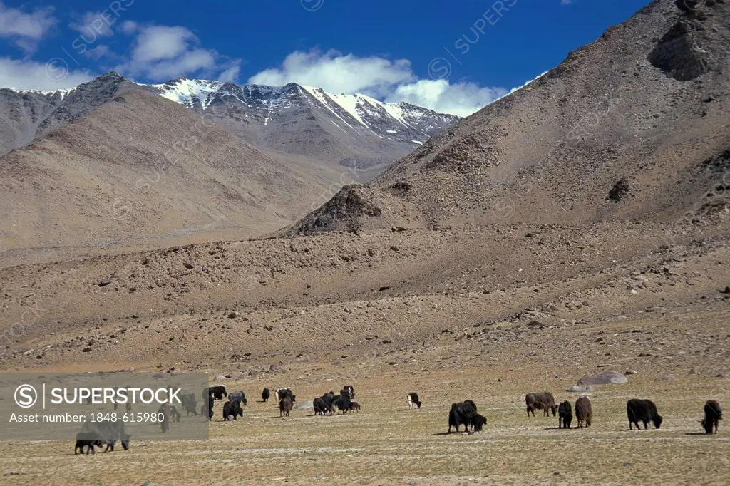 Yaks grazing, high altitude pasture, near the Tazang Tso salt lake, Changthang, Ladakh, Indian Himalayas, North India, India, Asia