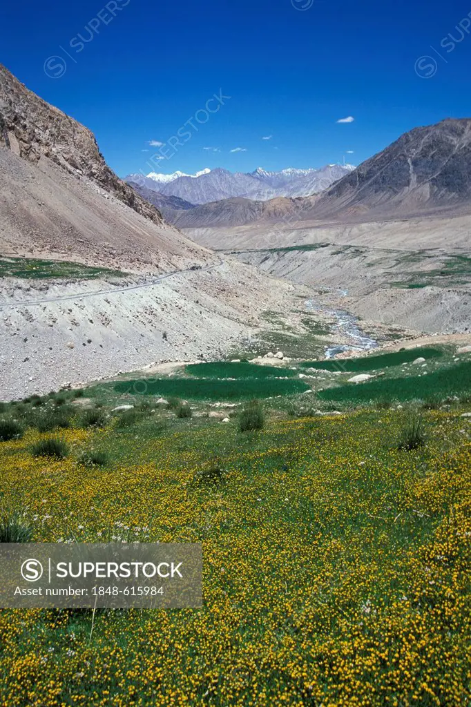 Fields, Nubra Valley, Ladakh, Indian Himalayas, Jammu and Kashmir, North India, India, Asia