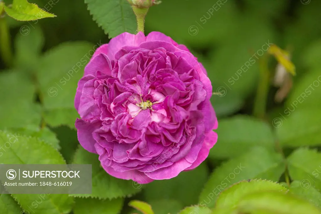 Garden rose (Rosa), Limburg an der Lahn, Hesse, Germany, Europe