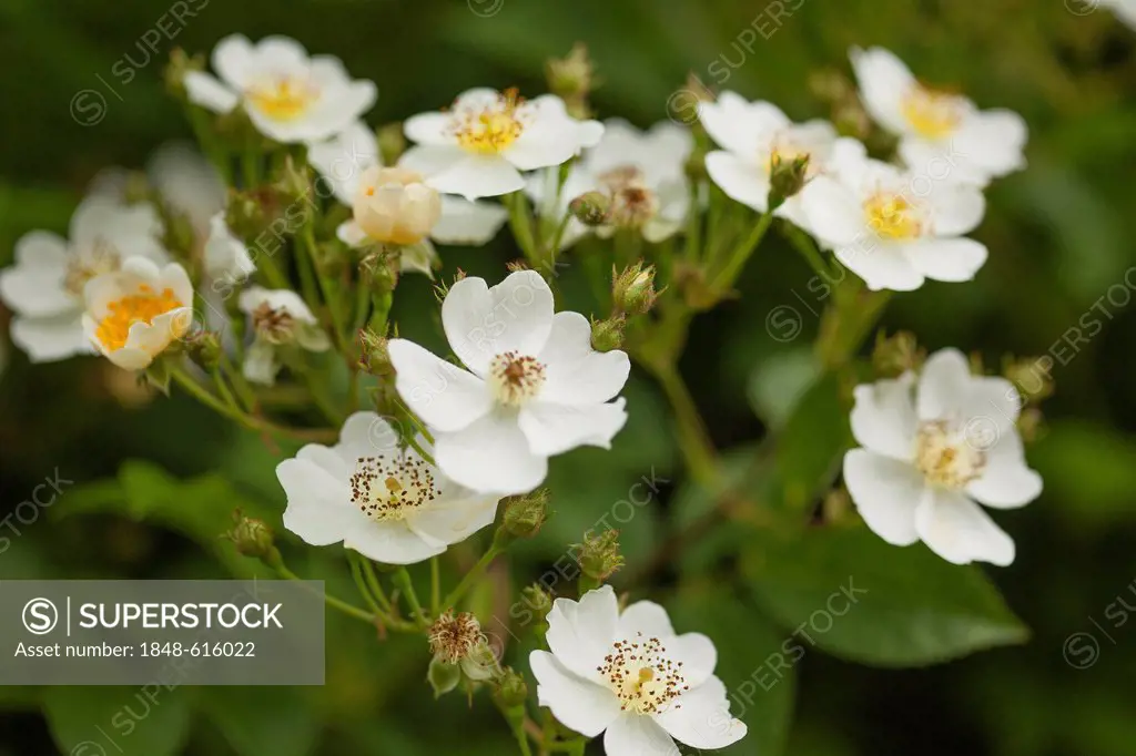 White Multiflora roses (Rosa multiflora), Limburg an der Lahn, Hesse, Germany, Europe