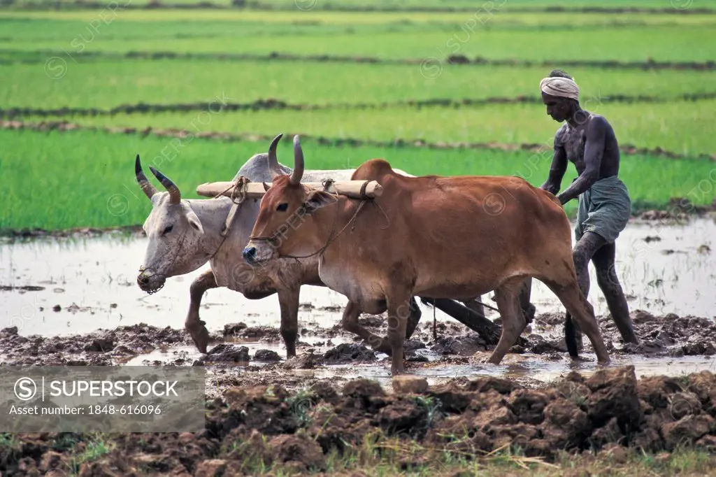 Farmer ploughing his field with oxen, at Cuttack, Orissa, East India, India, Asia