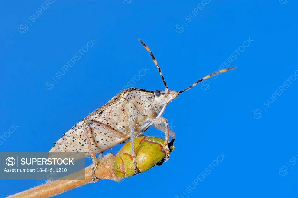 Sloe bug (Dolycoris baccarum), North Rhine-Westphalia, Germany, Europe