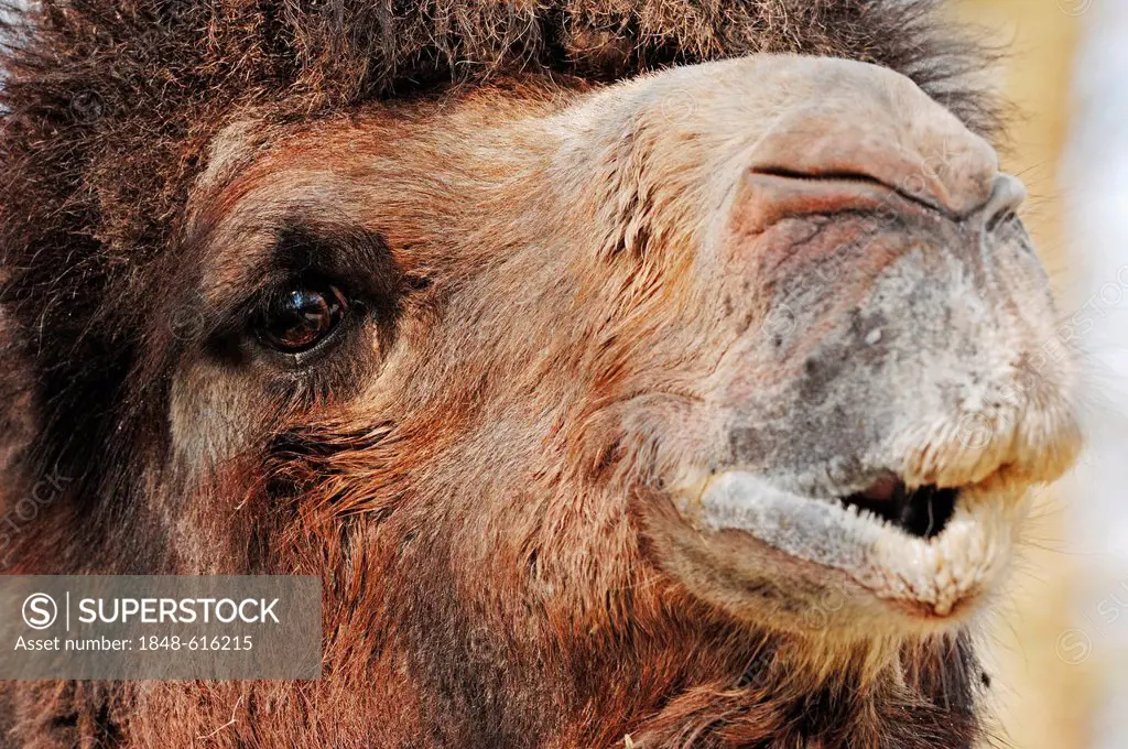 Bactrian camel (Camelus ferus bactrianus syn. Camelus bactrianus bactrianus), male, portrait, native to Asia, captive, North Rhine-Westphalia, Germany...