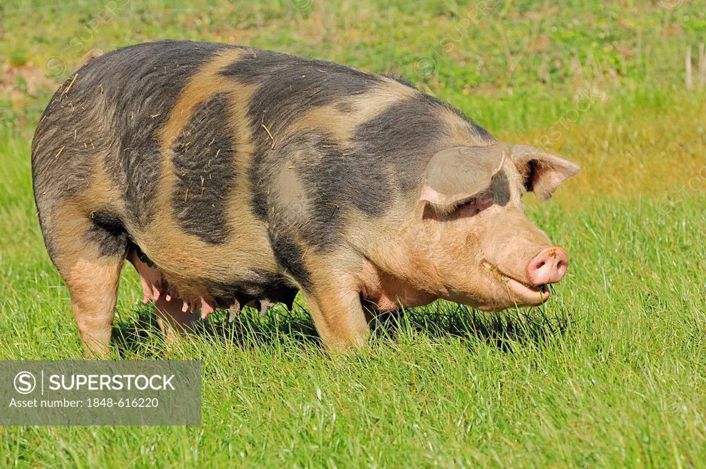 Domestic pig (Sus scrofa domestica), free-range, Schleswig-Holstein, Germany, Europe