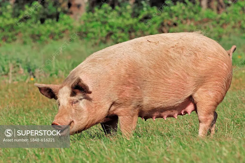 Domestic pig (Sus scrofa domestica), free-range, Schleswig-Holstein, Germany, Europe