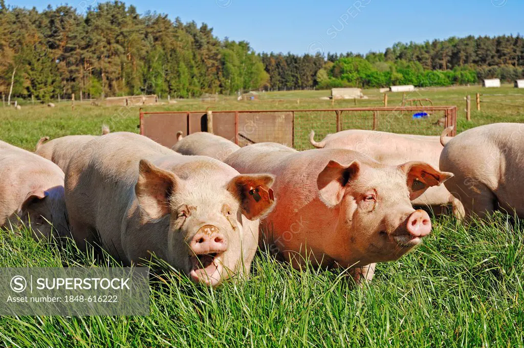 Domestic pigs (Sus scrofa domestica), free-range, Schleswig-Holstein, Germany, Europe