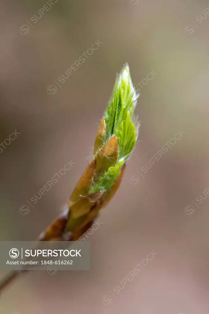 European beech (Fagus sylvatica), bud, Kellerwald-Edersee National Park, Hesse, Germany, Europe