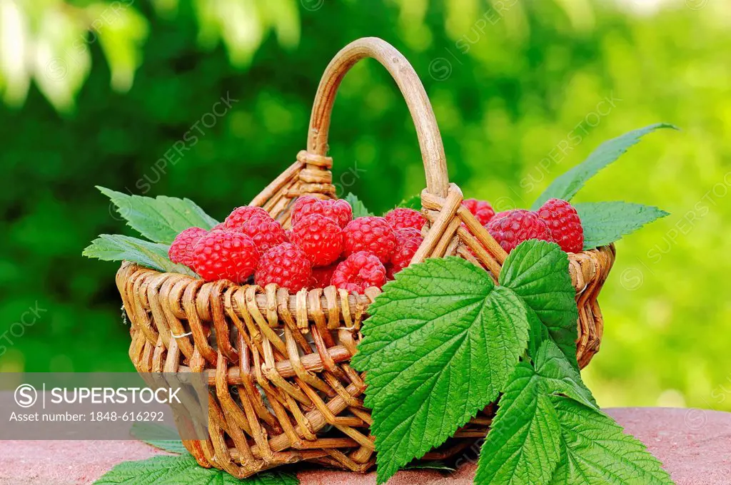 Basket of raspberries (Rubus idaeus), North Rhine-Westphalia, Germany, Europe