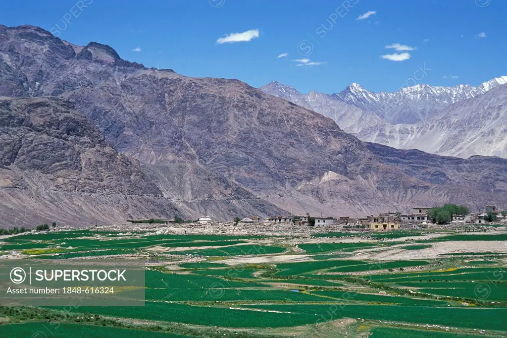 Fields and mountains, Nubra Valley, Ladakh, Indian Himalayas, Jammu and Kashmir, North India, India, Asia