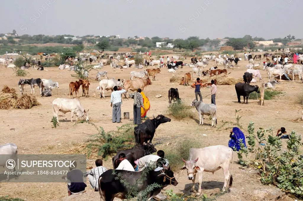 Cattle market near Pushkar, Rajasthan, North India, India, Asia