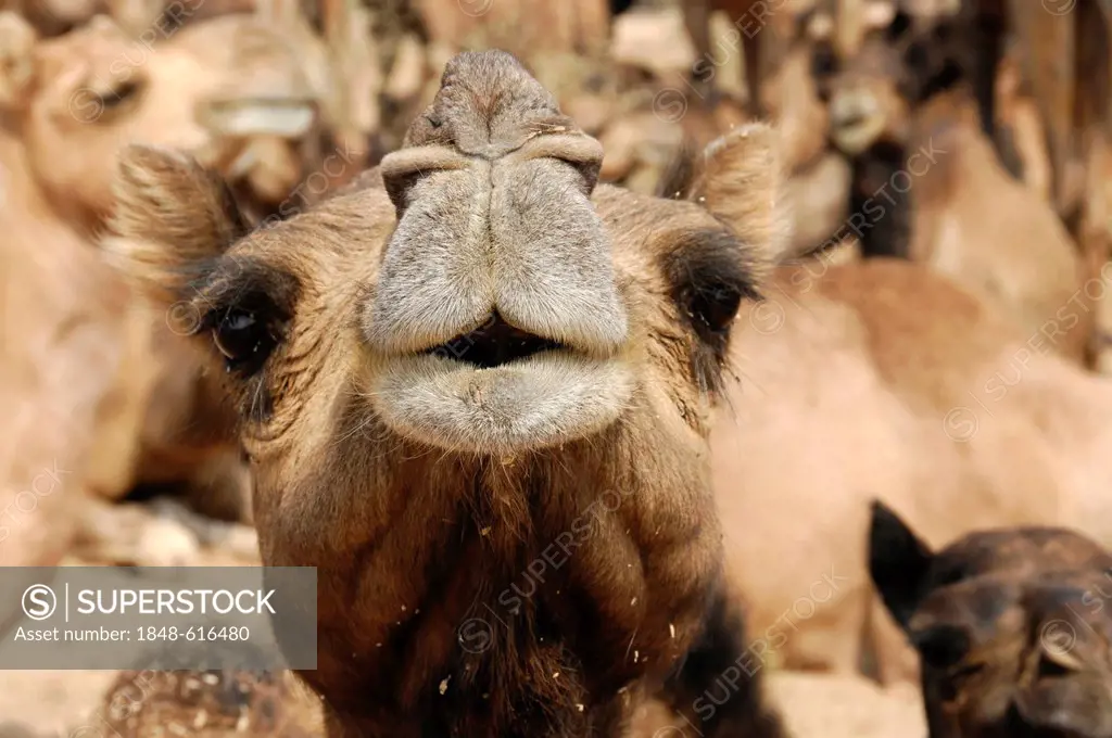 Riding camels, dromedary camels (Camelus dromedarius), in the Thar Desert near Jaisalmer, Rajasthan, North India, India, South Asia, Asia