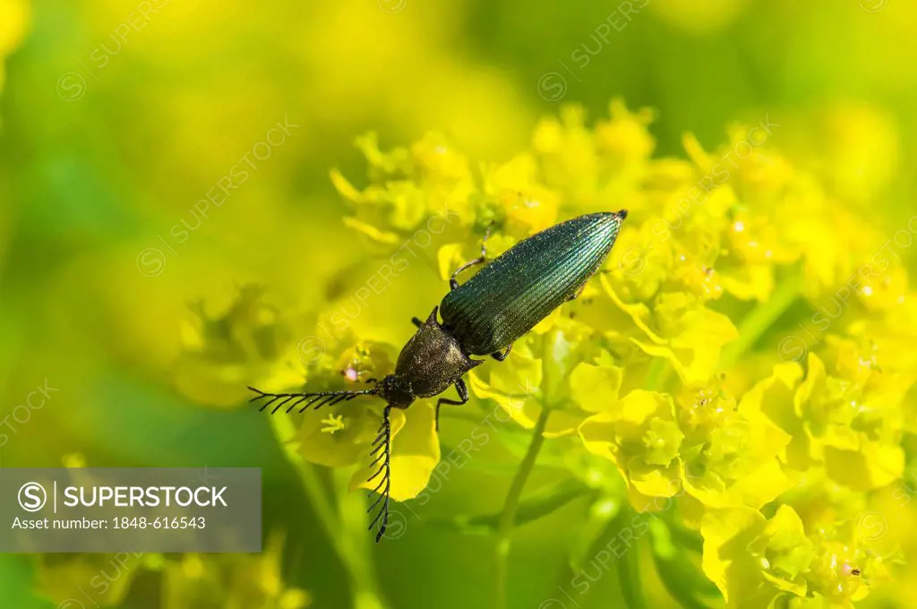 Click beetle (Ctenicera pectinicornis) perched on a cypress spurge (Euphorbia cyparissias), Moenchbruch nature reserve, Hesse, Germany, Europe