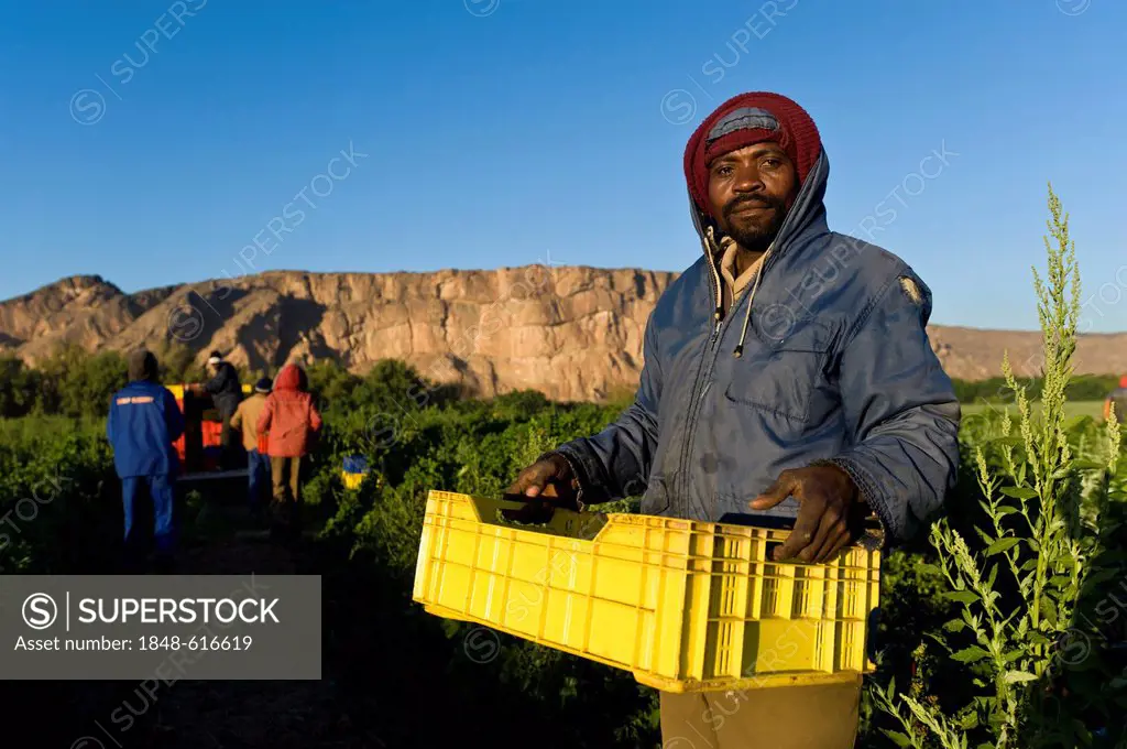 Farm worker harvesting melons, Noordoewer, Namibia, Africa