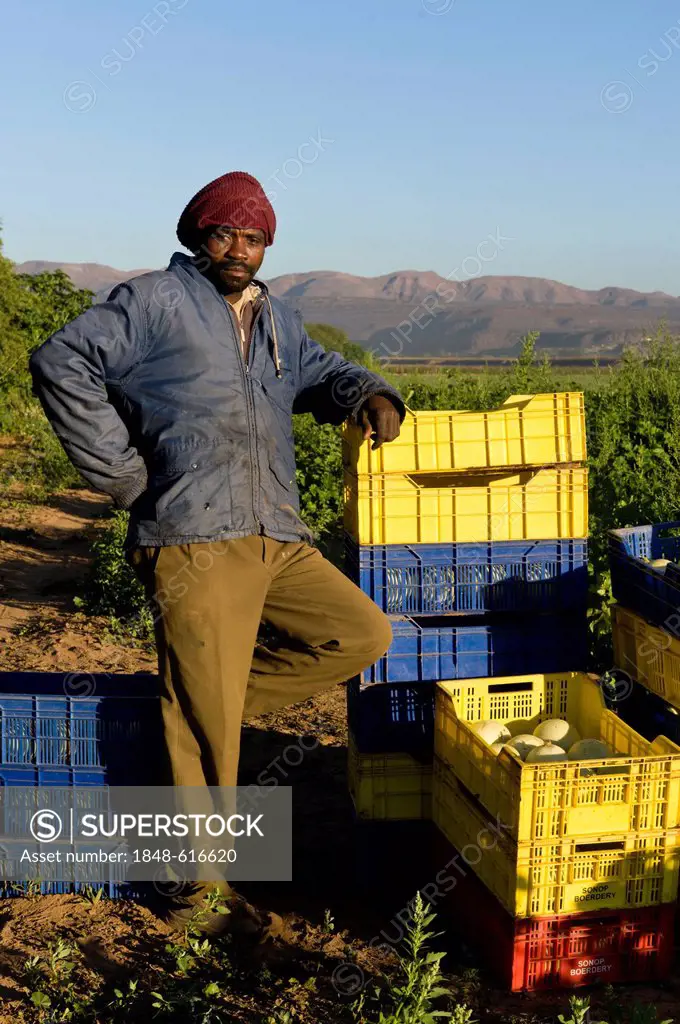 Farm worker during the melon harvest, Noordoewer, Namibia, Africa