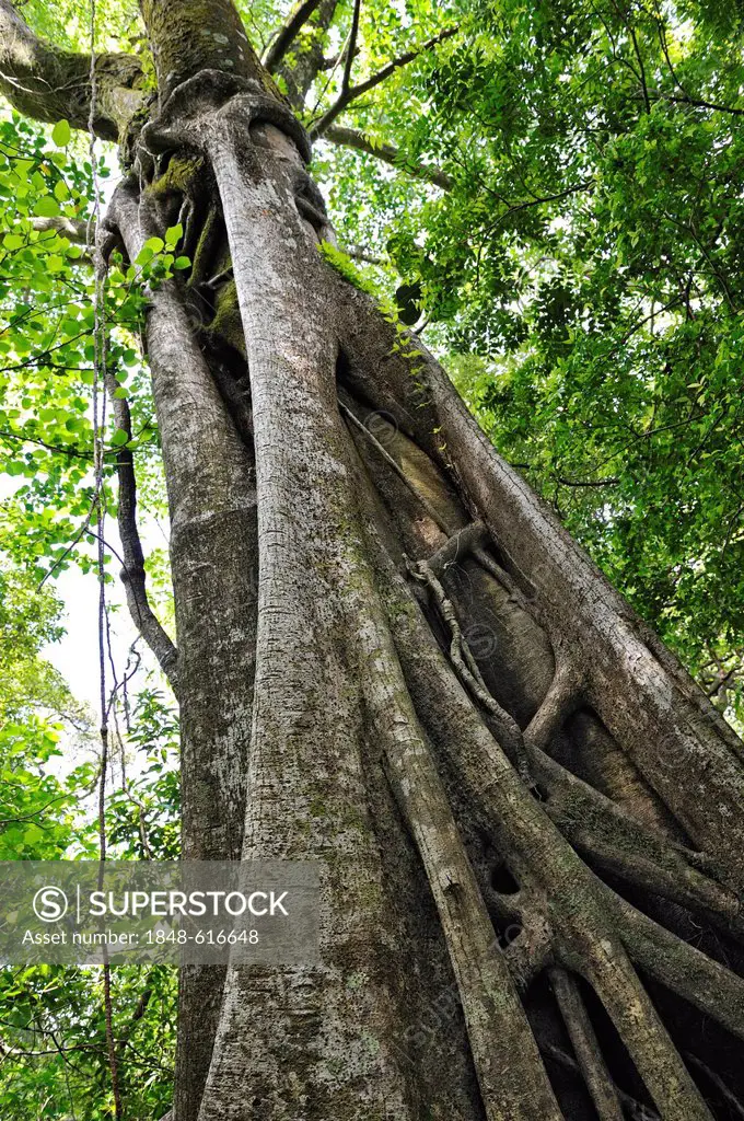 Strangler fig (Ficus sp.), Rincon de la Vieja National Park, Guanacaste Province, Costa Rica, Central America