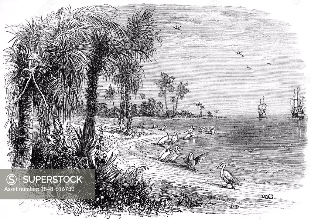 Historical drawing from the U.S. history, portrait of, the coast of Florida around 1603