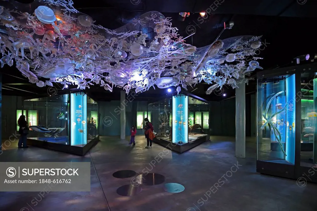 Exhibition space with display cases and preserved specimen, Ozeaneum, Hanseatic City of Stralsund, Mecklenburg-Western Pomerania, Germany, Europe, Pro...