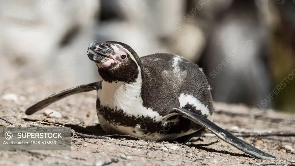 Humboldt Penguin (Spheniscus humboldti), Munich, Bavaria, Germany, Europe