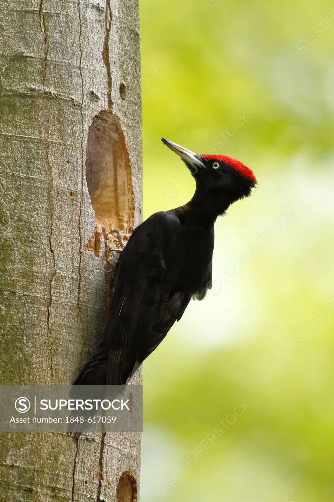 Black woodpecker (Dryocopus martius), male sitting at the entrance of its nesting hole, Neunkirchen, Siegerland, North Rhine-Westphalia, Germany, Euro...
