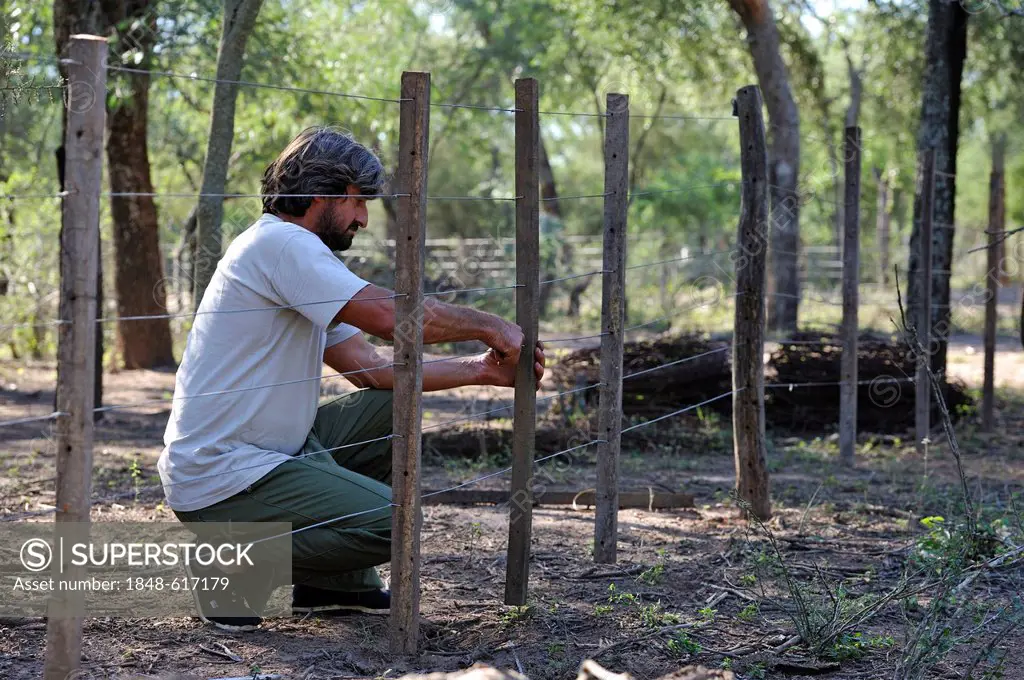 Smallholder repairing a fence to emphasise the claim to the land cultivated by him, great land owners and investors try to claim his land, land grabbi...